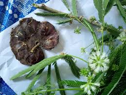 Image result for Maerua friesii