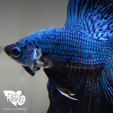 Facebook Com Fgbetta Betta Fish Betta Fish