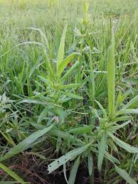 Image result for Hygrophila schulli