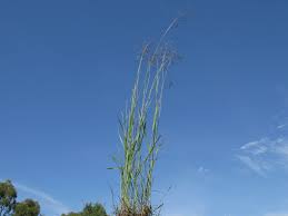 Image result for Capillipedium