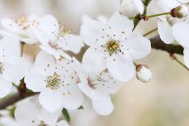 Dennoch lässt sich pauschal sagen, dass die kirschbäume jedes jahr im frühling zu blühen anfangen. Kirschbaum Schneiden Anleitung Zum Kirschbaumschnitt Gartenlexikon De