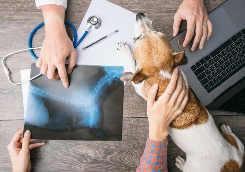 Dog Diagnostic Imaging | Lebanon Road Animal Hospital
