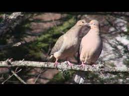 Courtship Dance Of The Mourning Doves Youtube