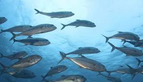 Check spelling or type a new query. Misteri Arti Mimpi Ikan Lengkap Menurut Psikolog Dan Ahli Tafsir Mimpi Tabir Dakwah