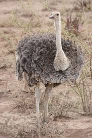 Kiwi Emu Birds That Cannot Fly Ostrich Amboseli National Park Kenya September 2009 Animals Beautiful Pet Birds Kenya