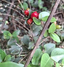 Image result for Vepris zambesiaca