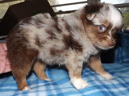 The australian shepherd was first bred in the united states. Aussi Em Poms Home