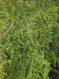 Image result for Erythroxylum emarginatum