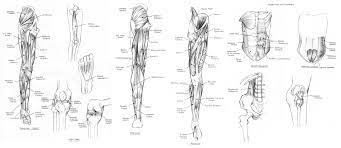 Stone eyes eye sculpture artistic object eye statue skeleton engraved roman artist anatomy old anatomy side sculpture eye statue eye. Lower Body Muscles And Tendons By Cartoongirl7 On Deviantart