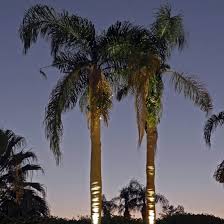 Brizled solar string lights outdoor, 2 pack each 78.74ft 240 led solar fairy lights waterproof, solar copper wire twinkle lights 8 modes, solar christmas lights decorative for garden party, warm white. Palm Tree Lights Home Facebook