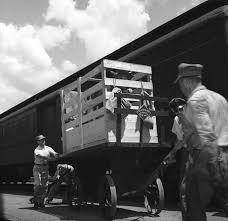 Railway Express Agency Employees Loading Cattle Onto Train In Tallahassee Train Tallahassee Railway