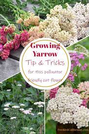 Yarrow An Easy To Grow Cut Flower And Pollinator Plant Freckled Californian A California Gardening Seasonal Living Blog