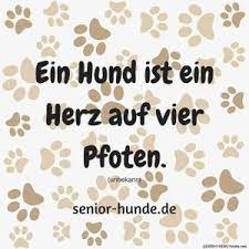 wenn hunde altern was hund und halter erwartet hundespruche spruche hund zitat