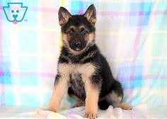 If you are looking to adopt or buy a gsd, german shepherd take a look here for puppies for as low as $300! 240 German Shepherd Puppies For Sale Ideas In 2021 German Shepherd Puppies German Shepherd Puppies For Sale
