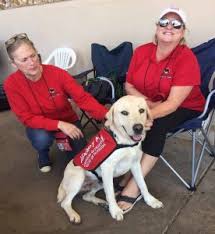 Labrador retrievers near tampa, florida. 6 Best Labrador Rescues In Florida 2021 We Love Doodles