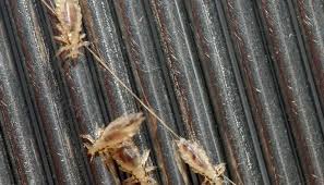 Nor will special shampoos, conditioners, or hairspray help. How Do You Get Lice Causes And Risk Factors