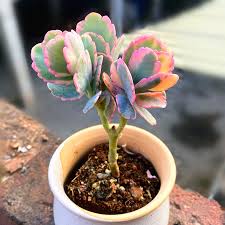 Image result for Kalanchoe fedtschenkoi