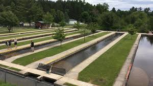 Is a 350 acre tree farm located in hardee county, florida (south central florida). Anglers Group Fish Farm Reach Deal On Disputed North Michigan Hatchery