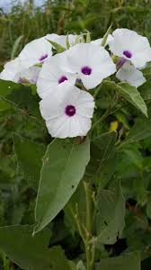 Image result for Astripomoea hyoscyamoides