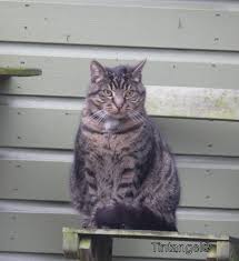Hazel, Buck en een IJsvogel