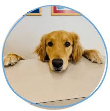 Maybe you would like to learn more about one of these? Veterinarian Animal Hospital In Lakeland Fl Call Us Today