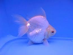 Japon Baligi Hakkinda Hersey Japon Baligi Resimleri Japon Baliklari Akvaryumportali Net Akvaryum Portali Ve Akvaryum Fo Fish Pet Goldfish Water Animals