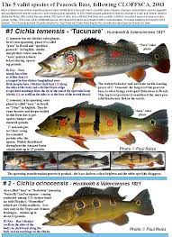 The peacock bass looks like largemouth bass. The 5 Originally Described Species Of Peacock Bass Acute Angling