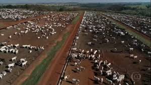 Como iniciar um confinamento em pequenas propriedades? Conheca Um Confinamento De Gado Que Investe Em Tecnologia Para Produzir Melhor Globo Rural G1