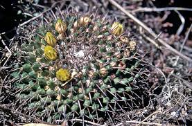 Let's learn more about this beautiful mammillaria. Pincushion Cactuses Genus Mammillaria Inaturalist
