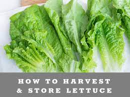 Place a sheet of paper towel in the plastic bag to absorb any moisture and remove it after the first day. How To Harvest Wash Store Lettuce Yardibles