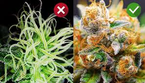 Selbige sollte vulgo den umständen entsprechend ausdauernd vorliegen um zweige. Wann Ist Die Beste Zeit Um Cannabis Zu Ernten Herbies Seeds