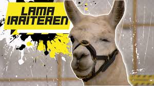 Lama Irriteren Grappige Testen Youtube