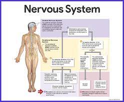 Maybe you would like to learn more about one of these? Nervous System Anatomy And Physiology Peripheral Nervous System Nervous System Anatomy Nervous System Projects