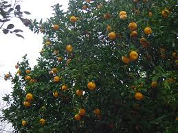 The fruit is shriveling up, the leaves are crunchy and falling off. Calamondin