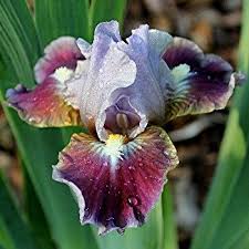 Devoted Standard Dwarf Bearded 14 Trails End Iris Gardens Fleurs Jardins Plante