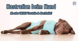 Denn es müssen anhaltspunkte vorhanden sein, die den eingriff begründen. Kastration Beim Hund Ja Oder Nein Vorteile Nachteile Meintraumhund De