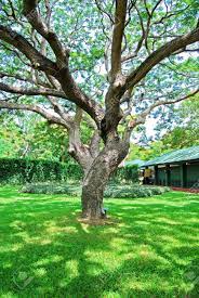 Check spelling or type a new query. Branches Of Big Trees In The Garden Stock Photo Picture And Royalty Free Image Image 13811597