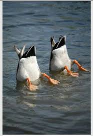 I Told You That Was Going To Give You Gas Now Look What I Have To Do I M Sorry But I Can T Stand How The Bubbles Tickle Pet Birds Funny Birds