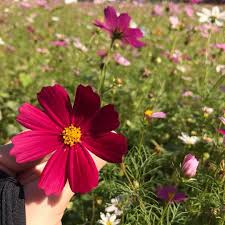 instagram 上的小女子 楊梅花海節 人多到不要不要der 可以自備洋傘比較不會曬傷 拍照走個文青風 楊梅花彩節