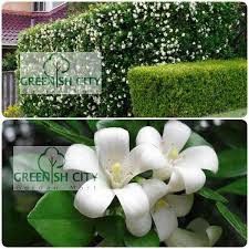 Murraya paniculata, commonly known as orange jasmine, orange jessamine, china box or mock orange, is a species of shrub or small tree in the family rutaceae and is native to south asia, southeast asia and australia. Gnc Murraya Paniculata Landscape Live Plant Pokok Wangi ä¸ƒé‡Œé¦™ Shopee Malaysia