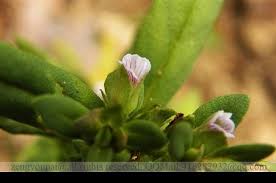 Image result for Bacopa floribunda