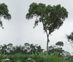 Image result for Afrostyrax