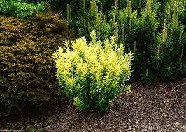 Image result for Eriocephalus microphyllus