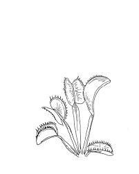 Thor On Instagram Venus Fly Trap Micron Illustrator Illustration Draw Line Linedrawing Flower Plant Natur Fly Drawing Micron Pen Art Venus Fly Trap