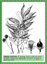 Image result for Sapindus