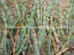 Image result for Halosarcia indica