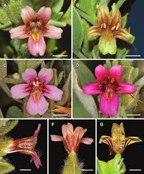 Image result for Petalidium bracteatum