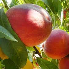 Widely considered one of the most resista.nt to peach leaf curl in our region, the salish summer blooms in. 30 Peach Tree Varieties Types Of Peach Trees