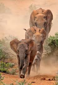 African Elephants Poaching Of African Elephants For Ivory Sees Thousands Of Elephants Killed Each Year Wwf Are Working To Animals Animals Beautiful Elephant