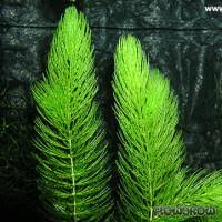 Image result for Ceratophyllum muricatum